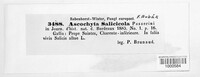 Ascochyta salicicola image